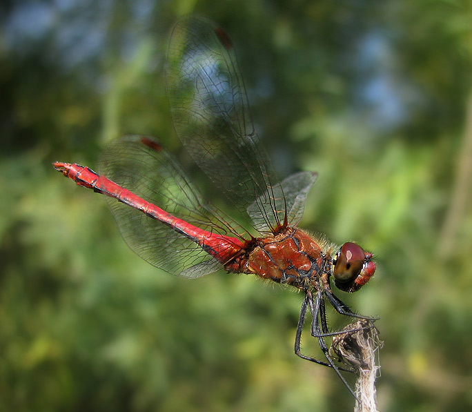 Vážka rudá