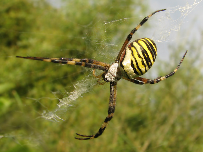 Křižák pruhovaný