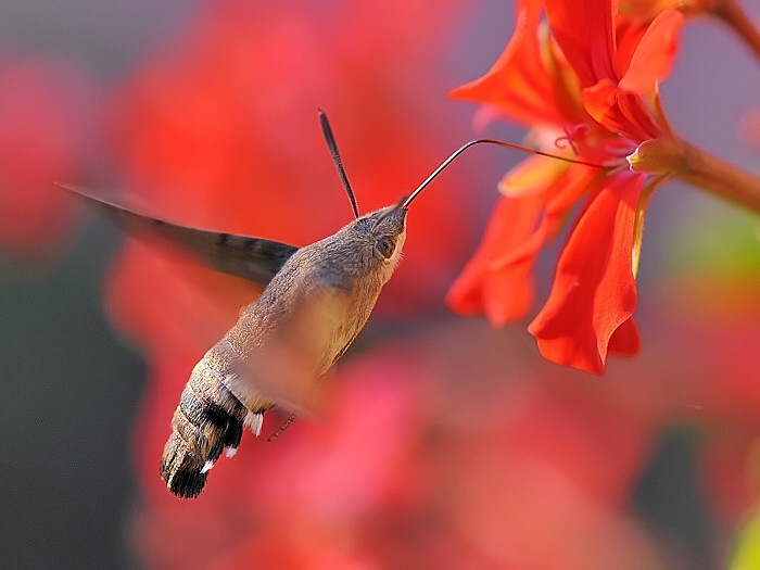 Macroglossum stellatarum