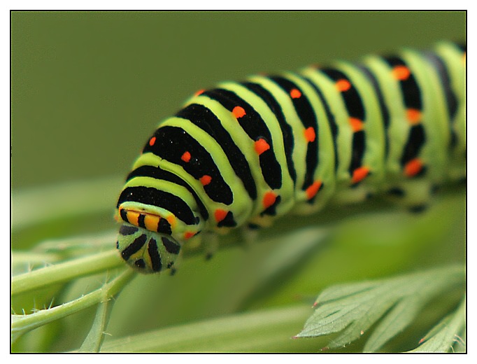 housenka otakárka fenyklového