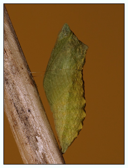 kukla otakárka fenyklového