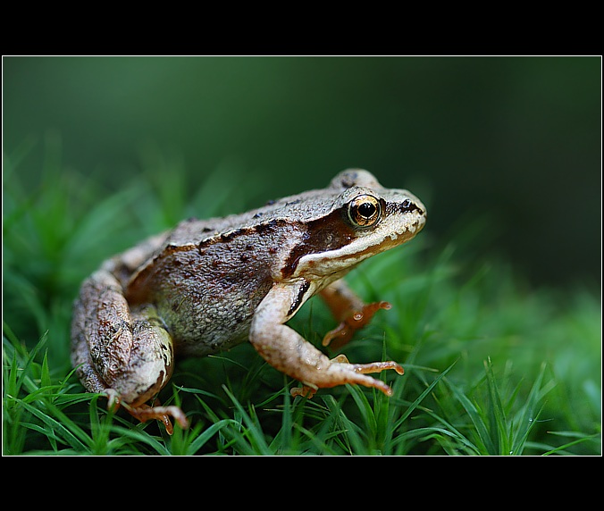 hop...