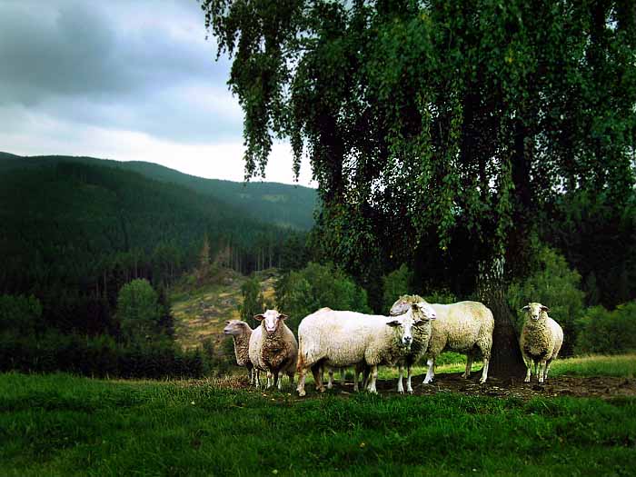 Erlabrunn