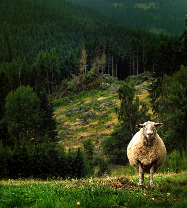 Erlabrunn