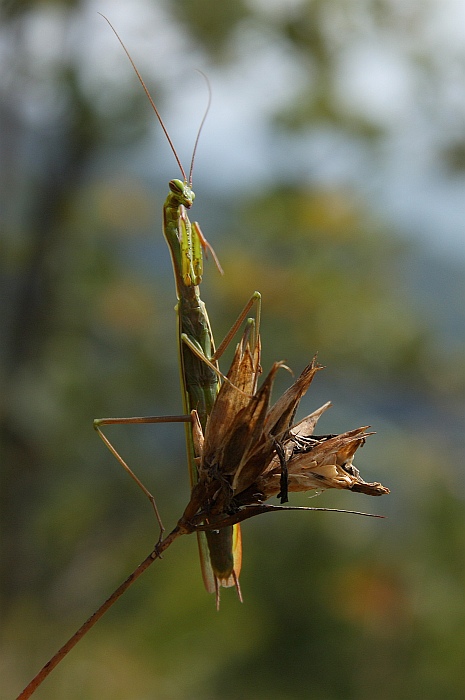 Modlivka zvodná - Mantis Religiosa