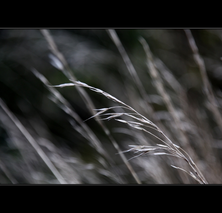 *meadow*