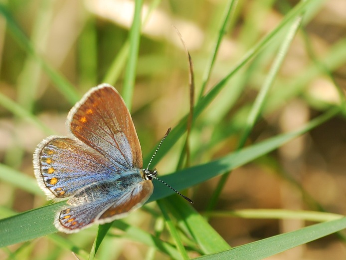 slečna modrásková