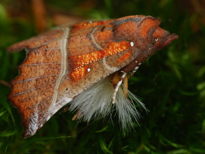 chlupatá na chlupatém