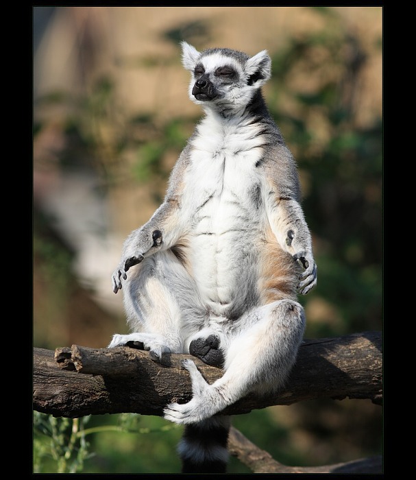 Jogín se soustředí