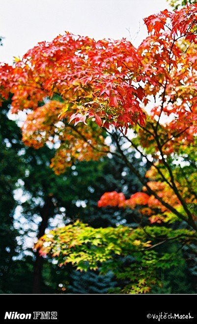 Acer palmatum