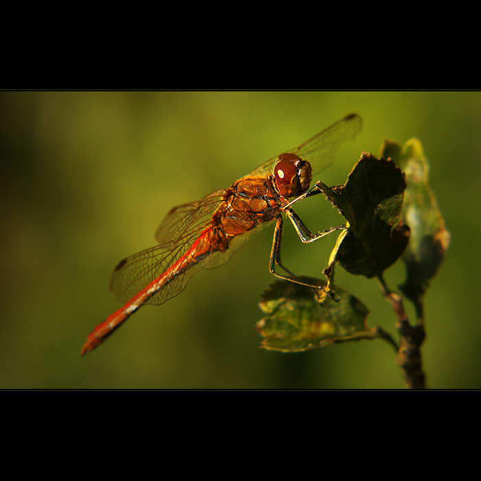 ***VÁŽKA RUDÁ II.***