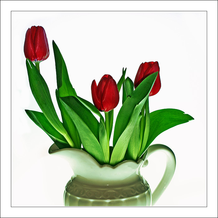 Tulipány