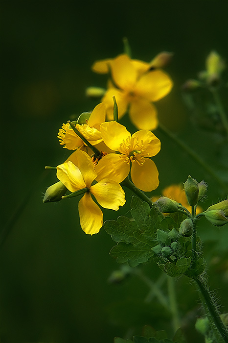 Chelidonium majus