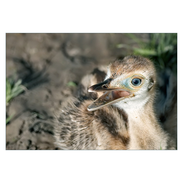 Šel pštros s pštrosicí a s malými pštrosáčaty ...