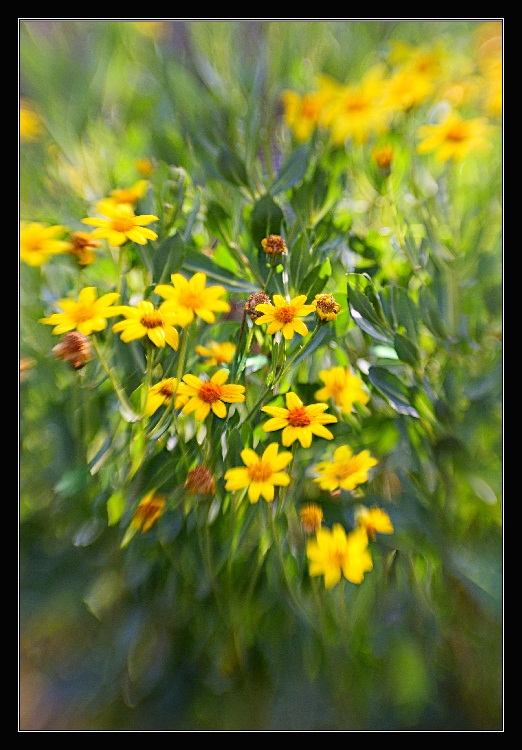 Výřez z jarní zahrady