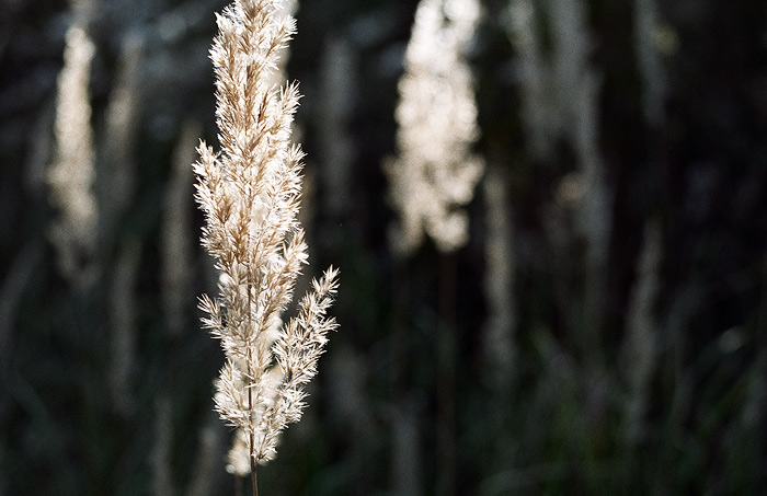 calamagrostis