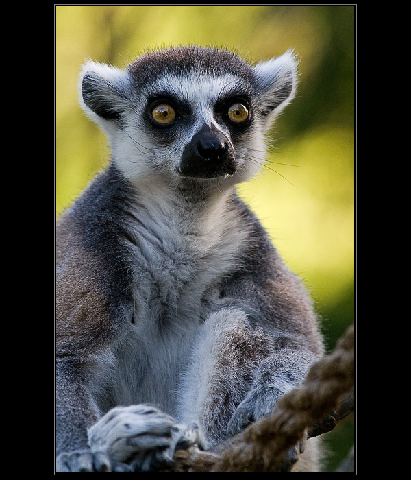 Lemur
