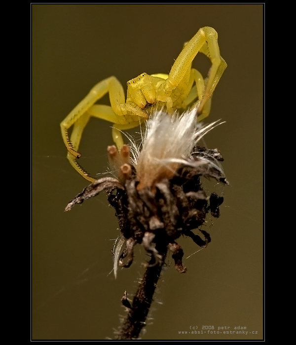 Běžník kopretinový