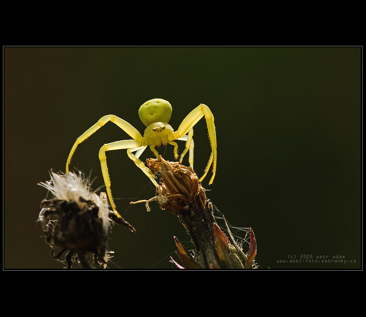 Běžník kopretinový