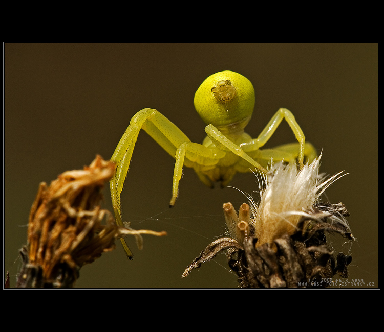 Běžník kopretinový