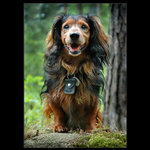 .: LESNÍ SKŘÍTEK :.