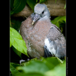 Až budu velký, chci být holubem ...