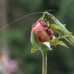 Dostihy s podzimem...