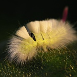 Štětconoš ořechový