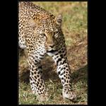 Otevřete, jsem váš nový listonoš