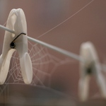 Pavoučí sušení prádla