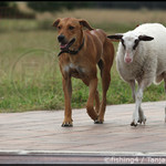 Nelámej si hlavu, naši nejsou doma !