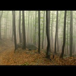 Oldřichovské stezky,....