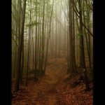 Oldřichovské stezky,....