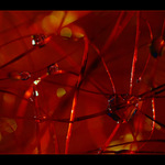 Ve spárech bolesti...