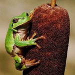 "I žabka ráda doutník"