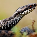 Setkání s hadí královnou.... Zmije obecná