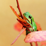 Barvy babího léta...