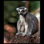 Lemur