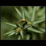 Opředená pavučinou...