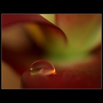 U zeleného břehu..