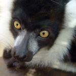 Lemur