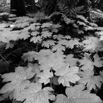 The beauty of ancient forest