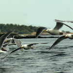 Motion