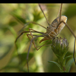 Arachnida