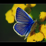 Malý modráčik II