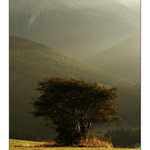 Solitér