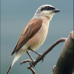 Ťuhýk obecný - Lanius collurio