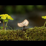 Z říše lesních skřítků