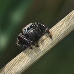 ahoj, tak to tady jen tak sleduju