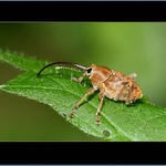  a pokrčíme zadní nohy ...